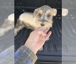 Puppy Puppy 3 Schnauzer (Miniature)