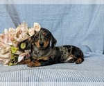 Small Photo #5 Dachshund Puppy For Sale in LEOLA, PA, USA