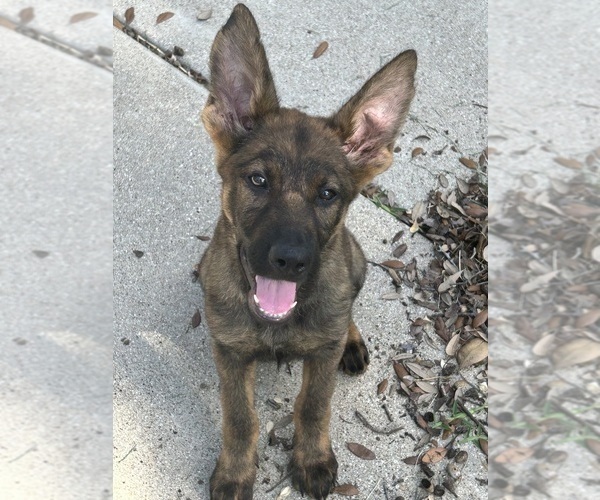 Medium Photo #10 German Shepherd Dog Puppy For Sale in TEMPLE, TX, USA