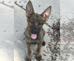 Medium German Shepherd Dog