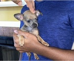 Small Photo #3 Chihuahua Puppy For Sale in FLOWOOD, MS, USA
