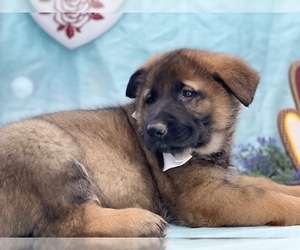 German Shepherd Dog Puppy for sale in LANCASTER, PA, USA