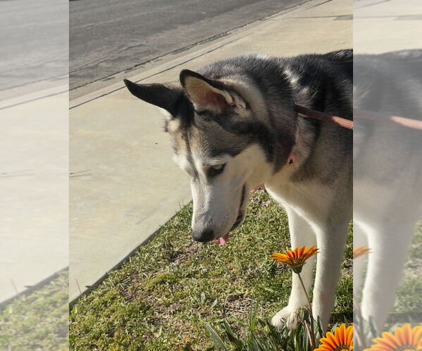 Medium Photo #2 - Mix Puppy For Sale in Dana Point, CA, USA
