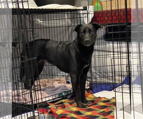 Medium Photo #14 Pointer-Unknown Mix Puppy For Sale in Fargo, ND, USA