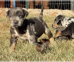 Small Photo #23 Catahoula Leopard Dog Puppy For Sale in BUSHNELL, IL, USA