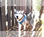 Small Photo #2 Siberian Husky Puppy For Sale in Cumming, GA, USA