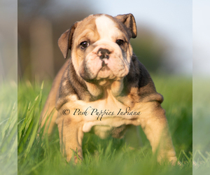 Medium Bulldog