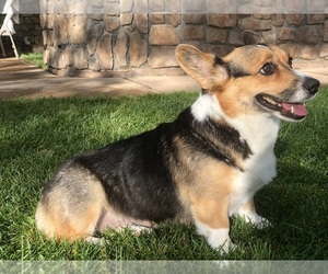 Mother of the Pembroke Welsh Corgi puppies born on 05/30/2022