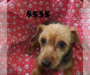 Yorkshire Terrier Puppy for sale in PATERSON, NJ, USA