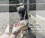 Small #3 German Shepherd Dog Mix