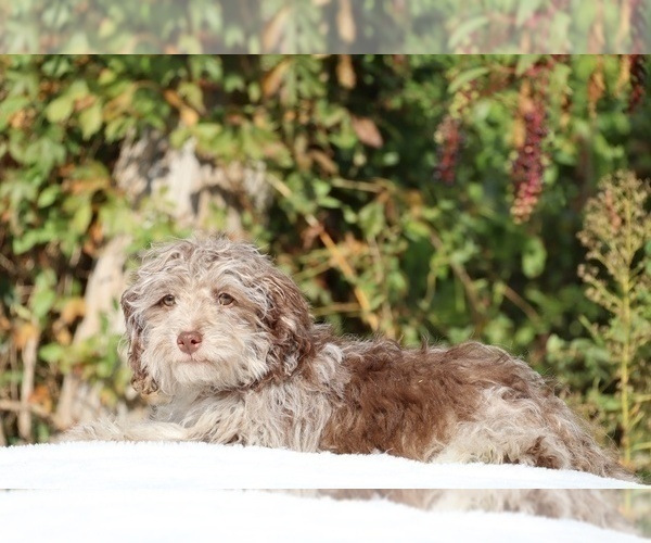 Medium Photo #5 ShihPoo Puppy For Sale in DYERSBURG, TN, USA