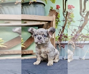 French Bulldog Puppy for sale in CHARLOTTE, NC, USA