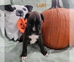 Puppy Loki Boxer