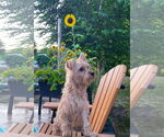 Small #2 Silky Terrier Mix