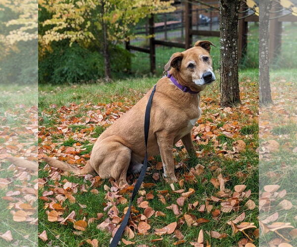 Medium Photo #2 Retriever -Unknown Mix Puppy For Sale in Bellevue, WA, USA