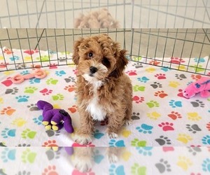 Cock-A-Poo-Poodle (Miniature) Mix Puppy for sale in ORO VALLEY, AZ, USA