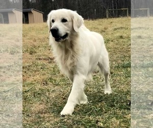 Father of the English Cream Golden Retriever puppies born on 02/05/2023