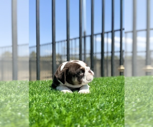 Medium Photo #7 English Bulldog Puppy For Sale in DURHAM, NC, USA