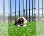 Small #6 English Bulldog