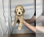 Small #5 Goldendoodle