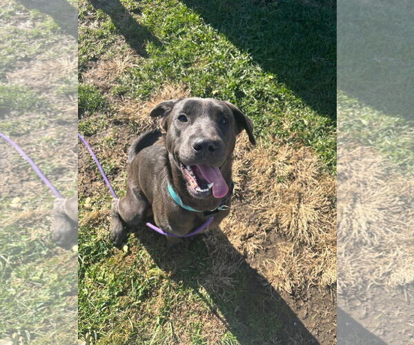 Medium Photo #1 Labmaraner Puppy For Sale in Germantown, OH, USA