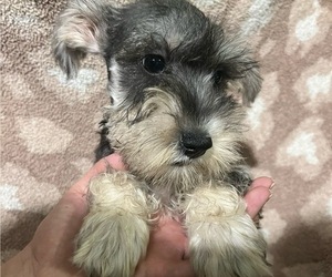 Schnauzer (Miniature) Puppy for sale in PICKENS, SC, USA