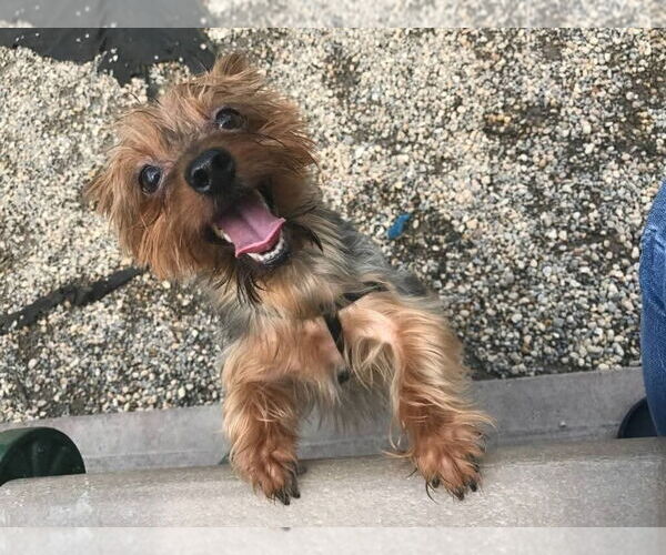 Medium Photo #3 Mutt Puppy For Sale in Caldwell, NJ, USA