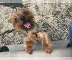 Small #2 Mutt
