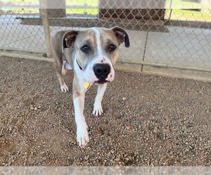 Mutt Dogs for adoption in Plano, TX, USA