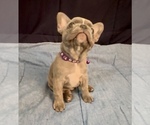 Small #11 French Bulldog