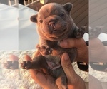 Small Photo #24 French Bulldog Puppy For Sale in PLACERVILLE, CA, USA