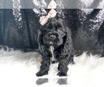 Small Photo #13 Cocker Spaniel Puppy For Sale in WARSAW, IN, USA