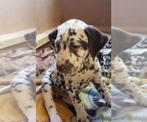Dalmatian Puppy for sale in LIMA, OH, USA
