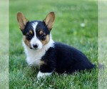 Small #2 Pembroke Welsh Corgi