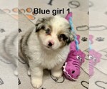 Puppy 4 Miniature American Shepherd