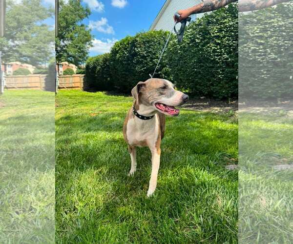 Medium Photo #4 Mutt Puppy For Sale in Crystal, MN, USA