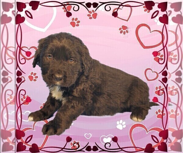 Medium Photo #2 Golden Mountain Dog Puppy For Sale in BLACK FOREST, CO, USA