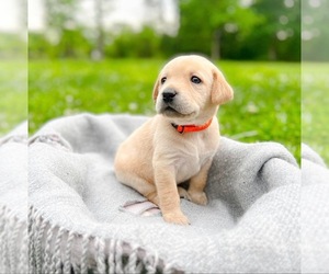 Labrador Retriever Puppy for sale in CROSSVILLE, TN, USA