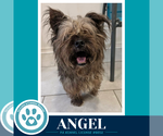 Small Shih Tzu Mix