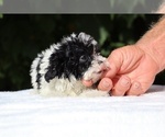 Small #9 Goldendoodle (Miniature)