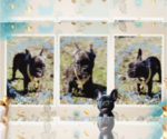 Small Photo #5 French Bulldog Puppy For Sale in ATHENS, GA, USA