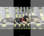 Small #1 Dachshund