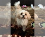 Small Photo #1 Cavachon Puppy For Sale in WARREN, MI, USA