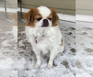 Japanese Chin Dogs for adoption in St. Louis Park, MN, USA