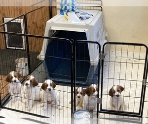 Irish Red and White Setter Puppy for sale in WINCHESTER, MA, USA