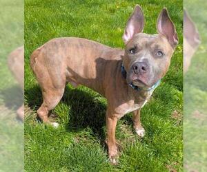 Mutt Dogs for adoption in Akron, OH, USA