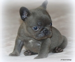 Small #3 French Bulldog