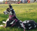 Small Photo #1 Great Dane Puppy For Sale in BARSTOW, CA, USA