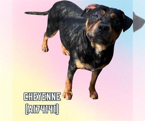 Rottweiler-Unknown Mix Dogs for adoption in Tulsa, OK, USA