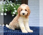 Small #2 Goldendoodle